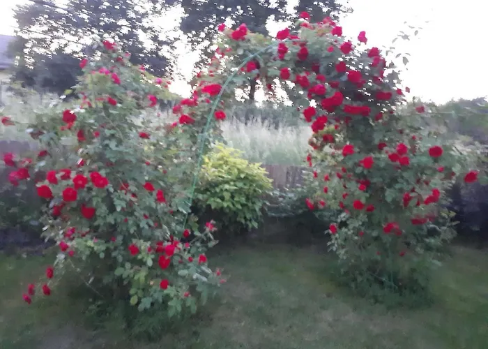 Aida Stare Budy (Grodzisk Mazowiecki)